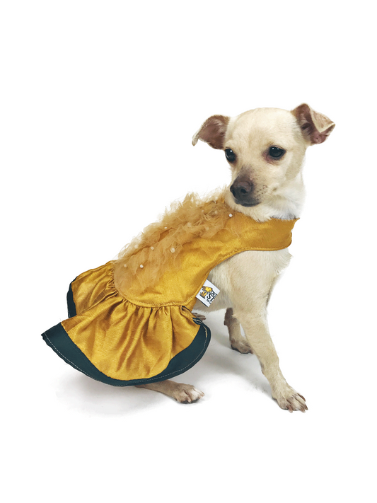 Chihuahua modeling gold Golden Era pet dress with a full flared skirt, forest-green trim and gold tulle embellishment