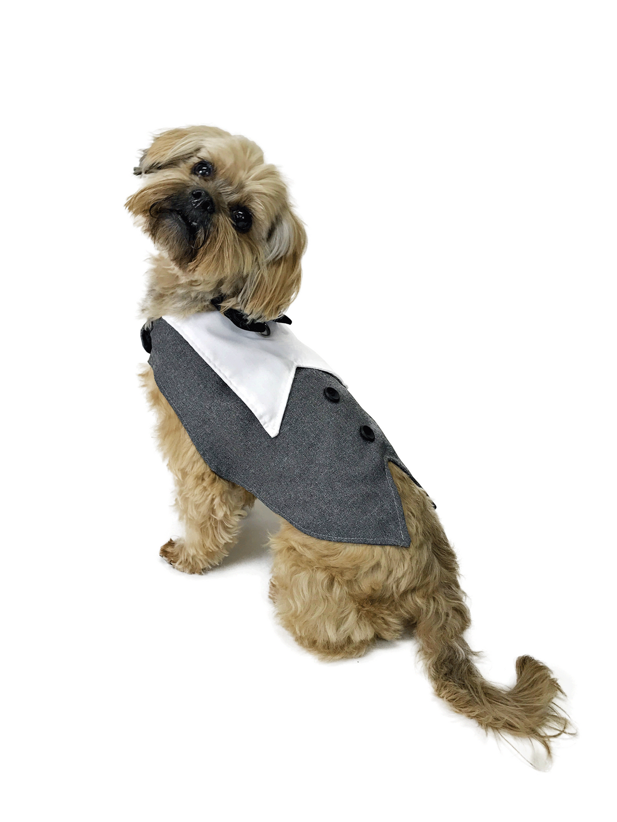 Small tan dog wearing a gray tuxedo dog vest with white V collar, black bow tie and dark button detailing