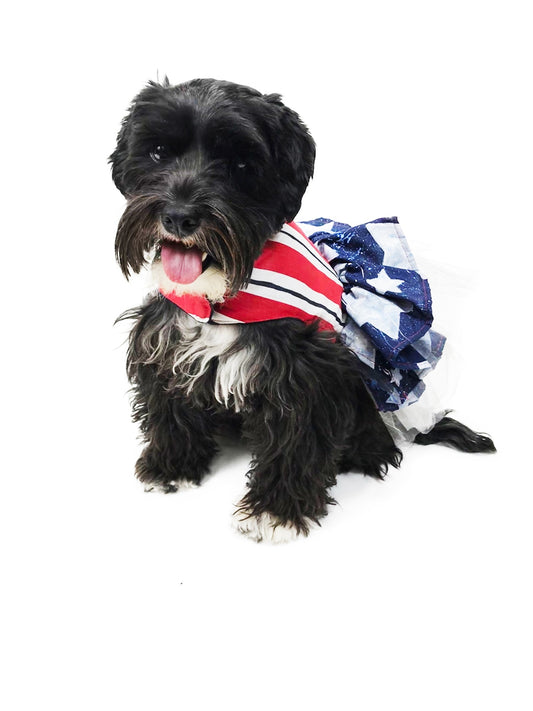 Studio portrait of a small dog wearing handmade patriotic red white and blue dog dress with navy star-print ruffled skirt