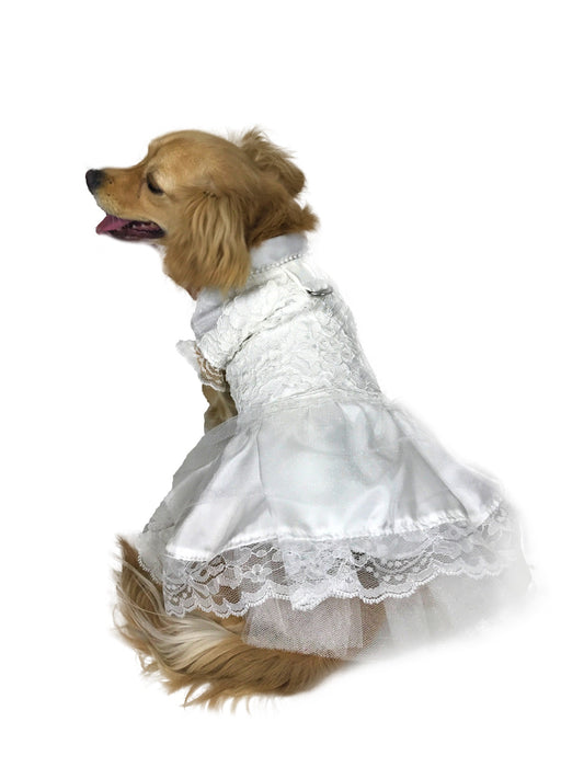 Golden dog modeling rear view of ivory lace wedding dog dress, showing lace edge, layered skirt and back ring detail