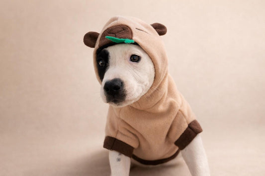 Handmade capybara-inspired dog hoodie pet costume – Pawsprings Pet Boutique