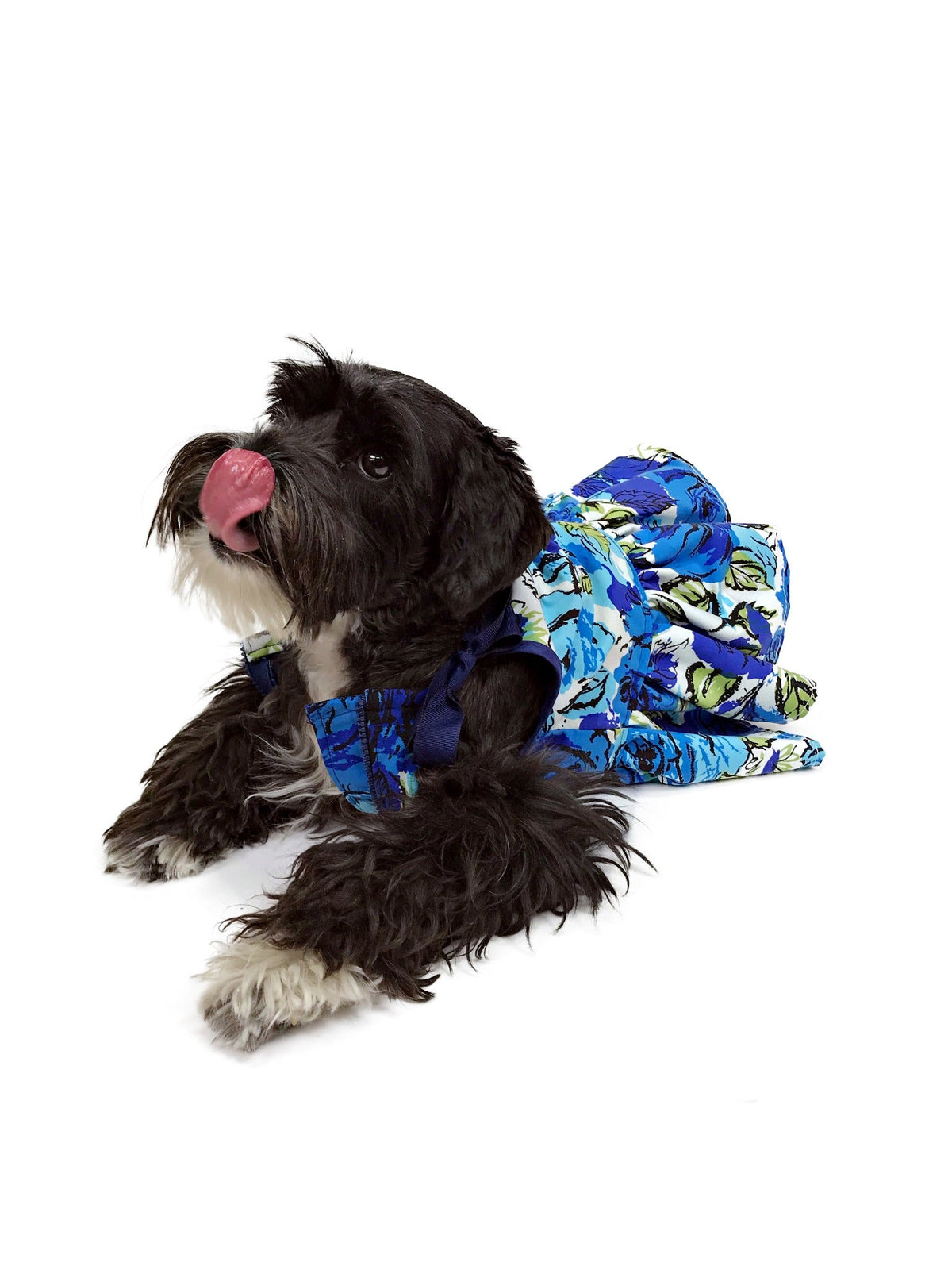 Black-and-white dog wearing blue rose floral ribbon-tie dog dress, lounging on a clean white background