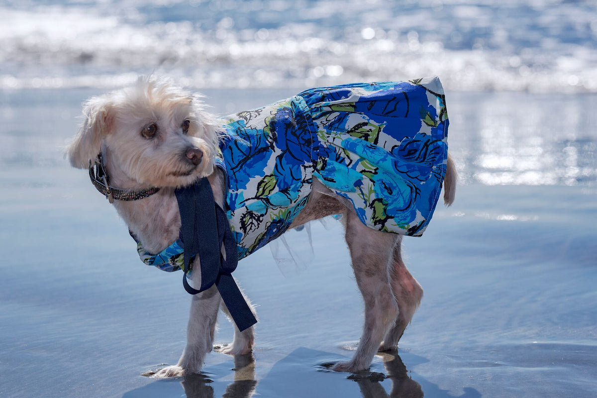 Small white dog modeling the blue rose floral ribbon-tie dress beside the ocean