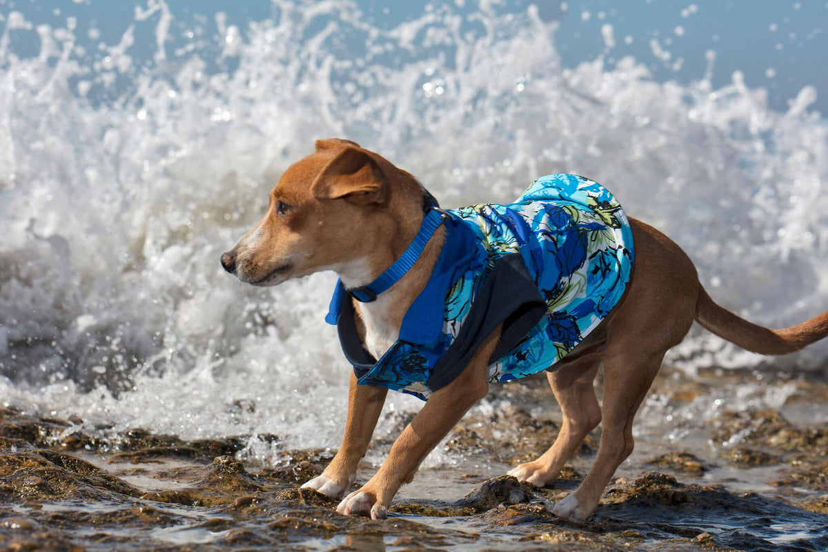 Blue Rose Garden floral collared dog shirt modeled by a tan dog on the beach, with cobalt blue roses and dark navy sleeves