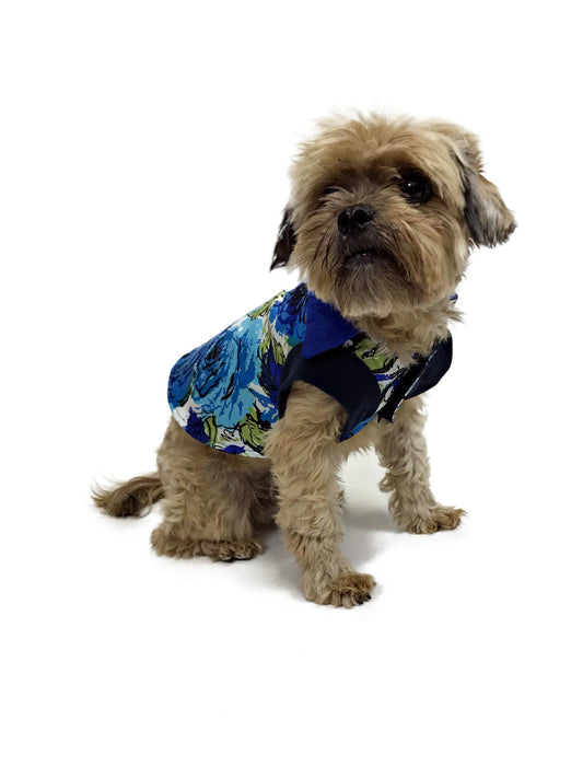 Small tan dog modeling Blue Rose Garden floral shirt with royal blue collar and navy sleeves against white background