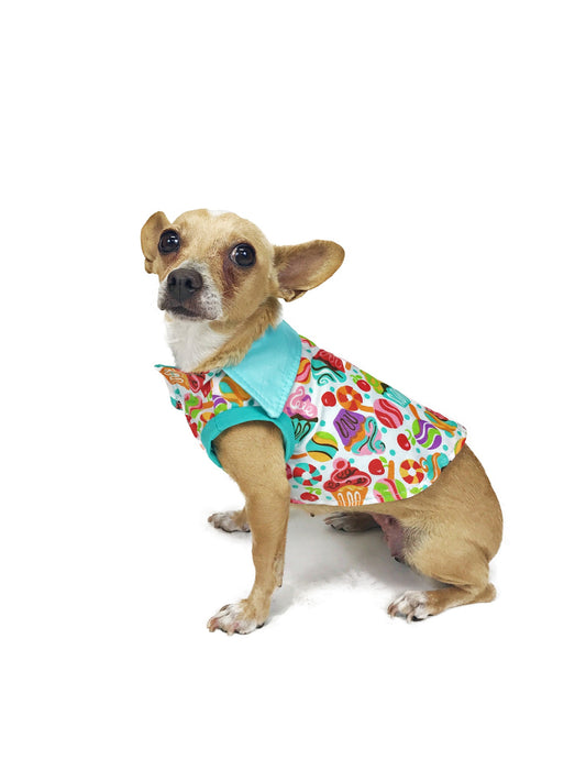 Tan Chihuahua modeling candy print dog shirt with turquoise collar and rolled sleeve cuffs on white studio background
