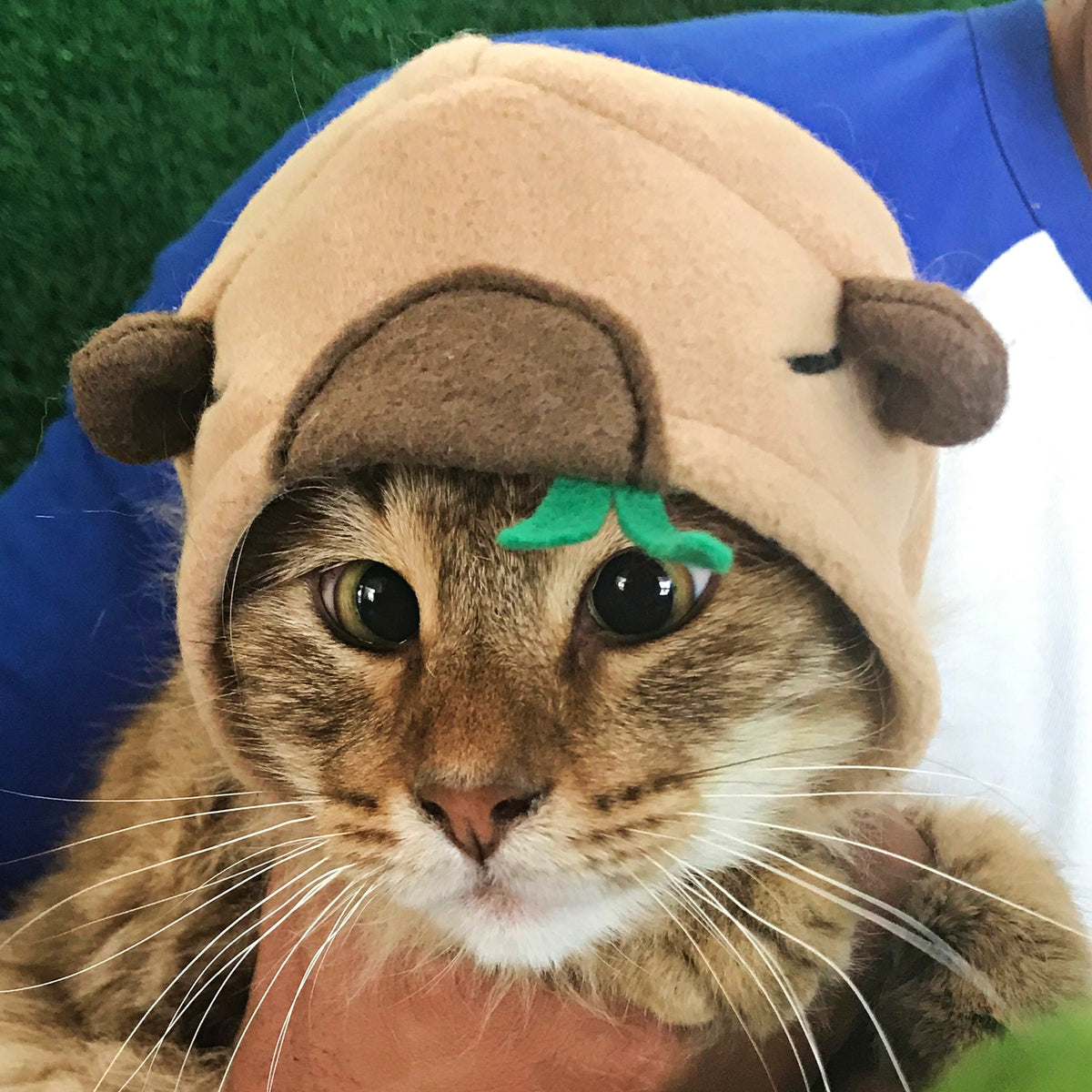 Close-up of capybara-inspired cat hat showing ears, face and green sprout detail