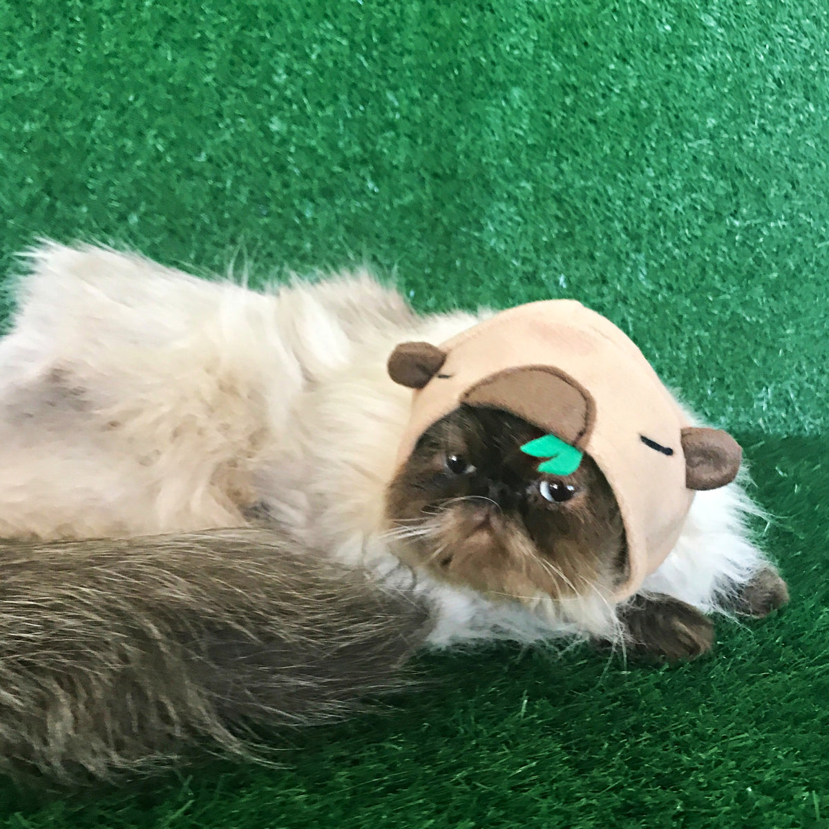 Cat lying on green background wearing a handmade tan capybara hat