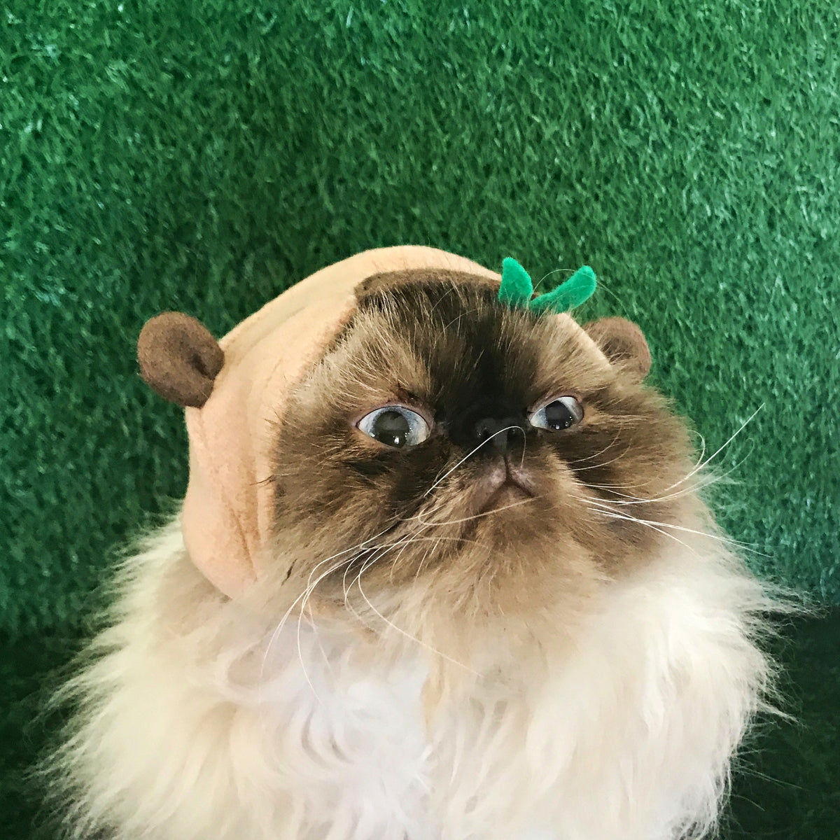 Longhaired cat modeling handmade capybara hat close-up