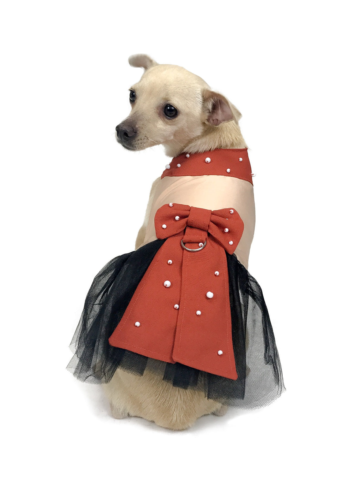 Cream Chihuahua modeling Chester dog dress in cream, rust red and black tulle