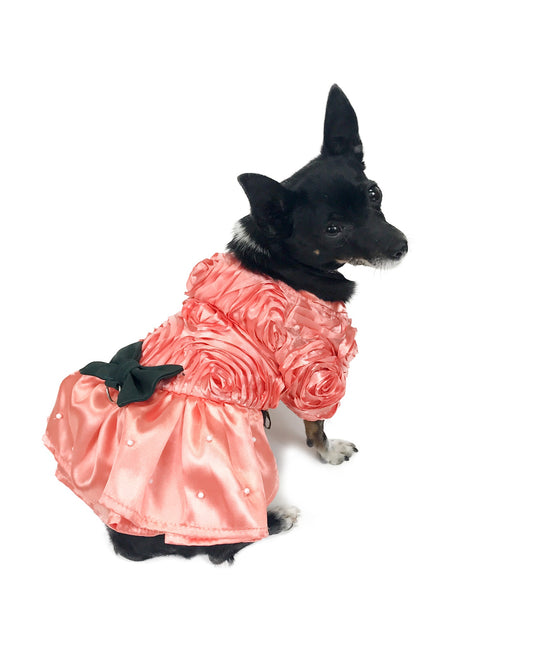 Small black dog modeling coral rose rosette dress with lustrous pink flared skirt, dark green bow and pearl-like detail