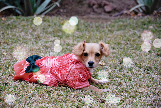 Tan puppy wearing handmade coral rose rosette dog dress and dark green bow while lying on a lawn in outdoor light