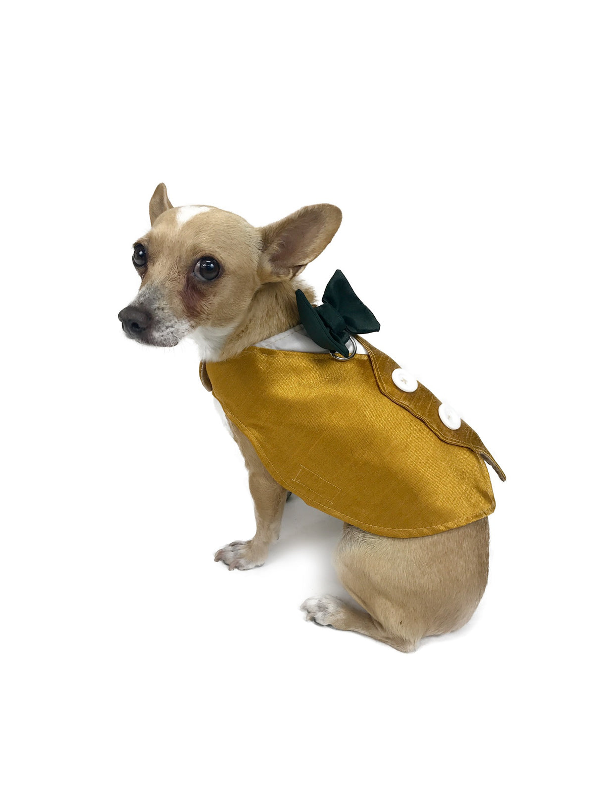 Chihuahua modeling gold formal dog vest with white buttons and deep green bow at neckline