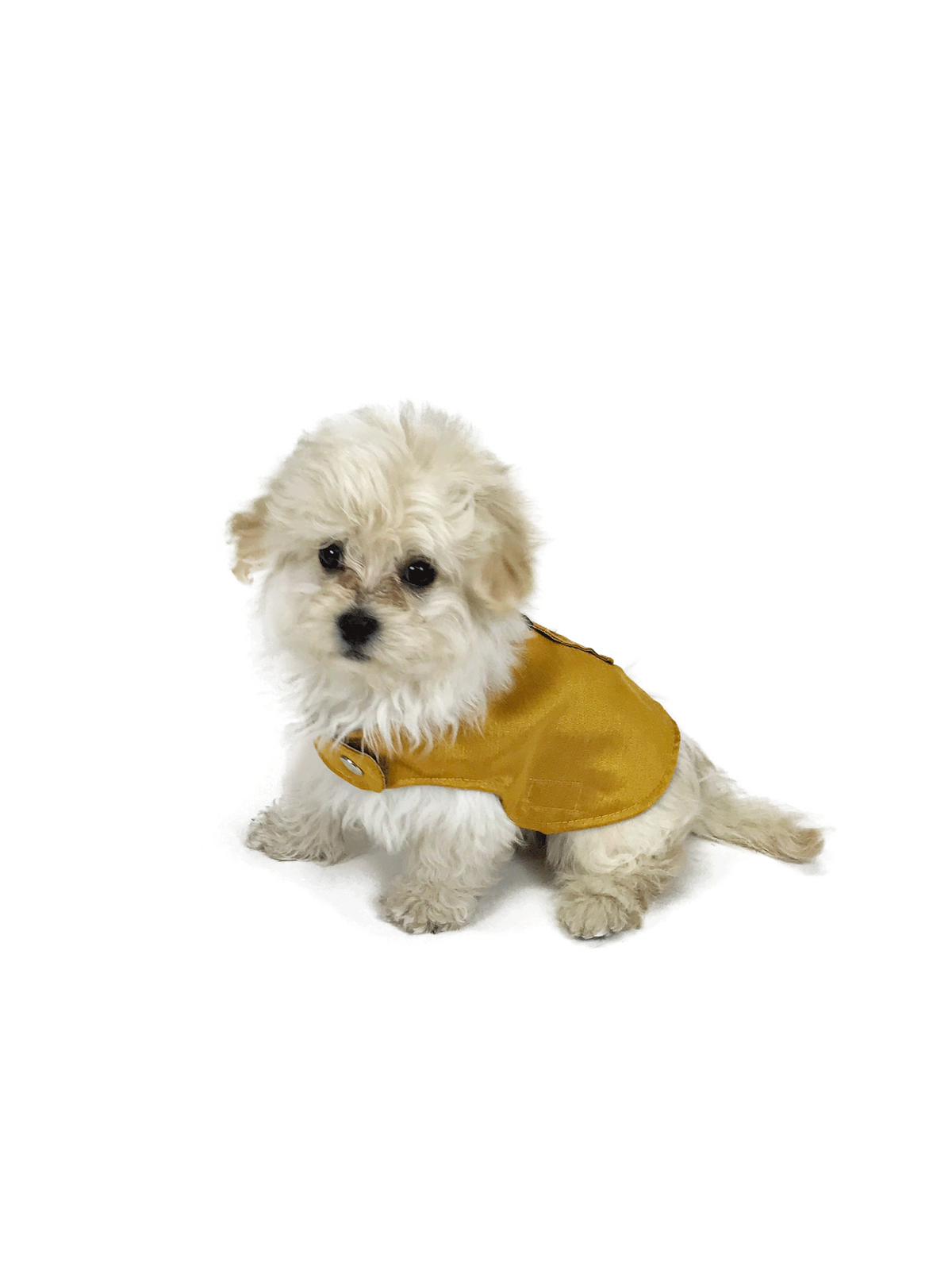 Cream fluffy puppy wearing a golden mustard dog vest, photographed on white studio background