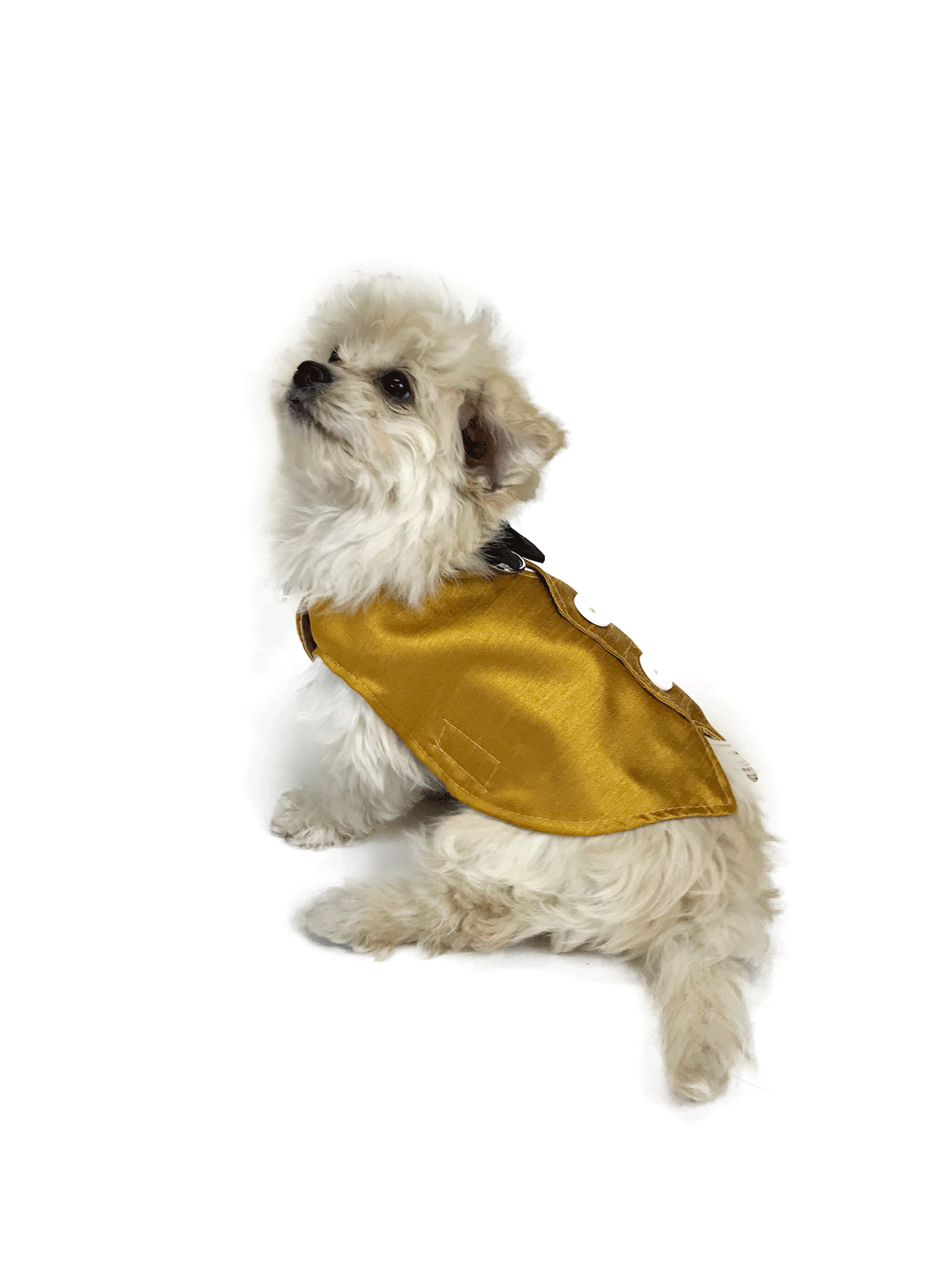 Cream fluffy puppy modeling side and rear detail of golden dog vest with white buttons