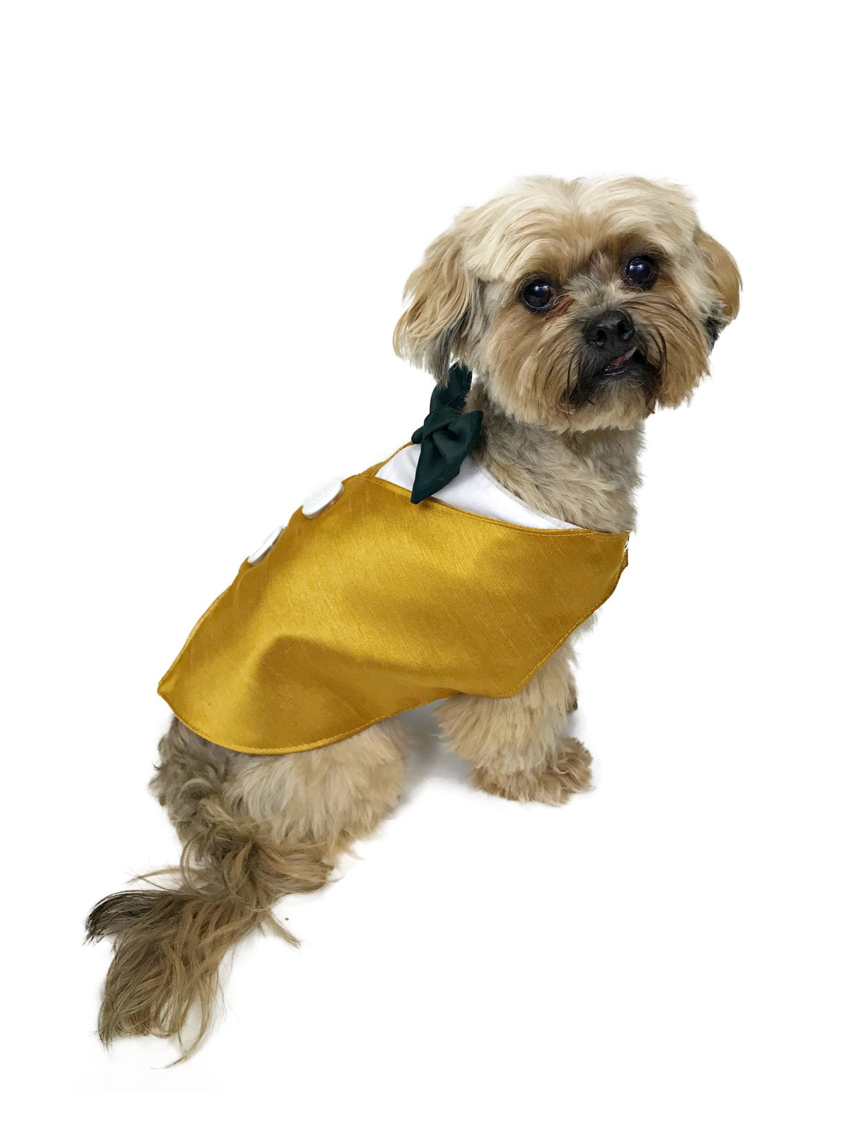 Tan dog modeling gold pet vest with forest-green neck bow, white neckline and white decorative buttons