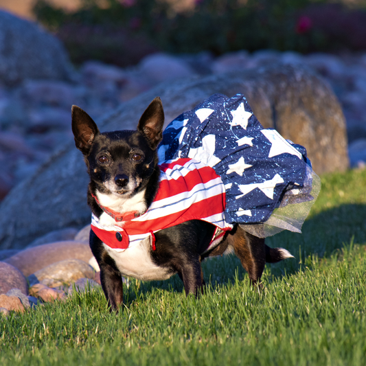 Black and white dog outdoors wearing a handmade red white and blue stars-and-stripes dog dress with full navy star skirt