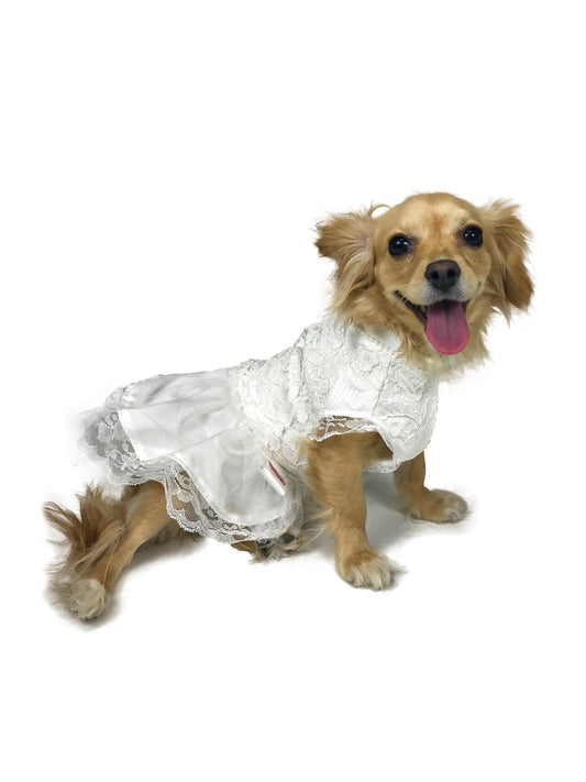 Golden dog wearing ivory lace bridal dress with full skirt and lace hem on white studio background