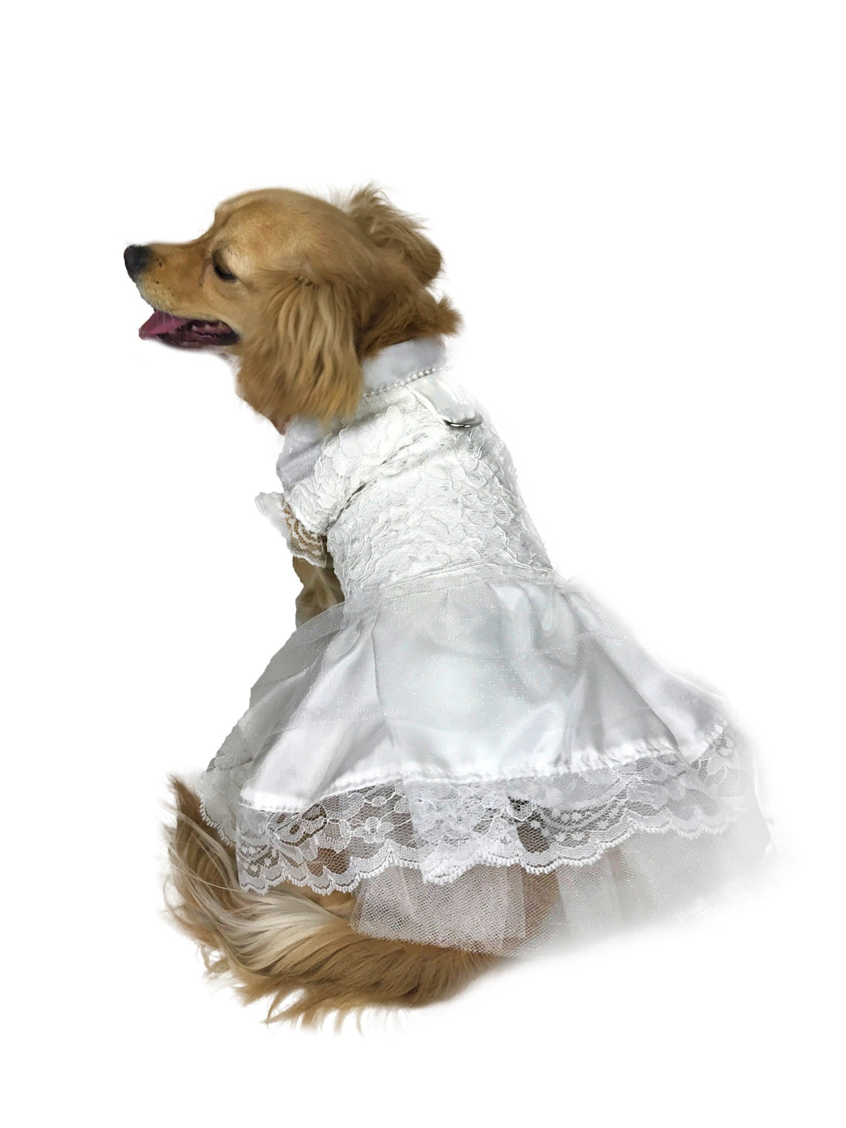 Golden dog modeling rear view of ivory lace wedding dog dress, showing lace edge, layered skirt and back ring detail