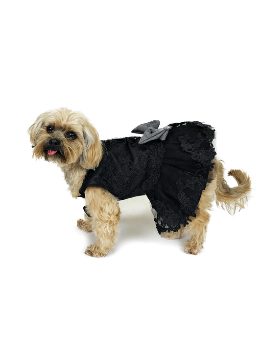 Tan dog modeling black floral lace dress with layered black skirt and gray bow