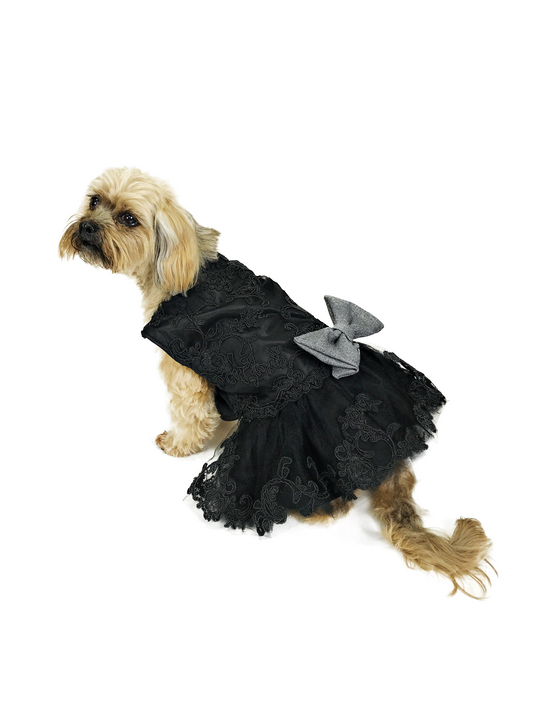 Side view of black lace dog dress and charcoal-gray bow modeled by a small tan dog