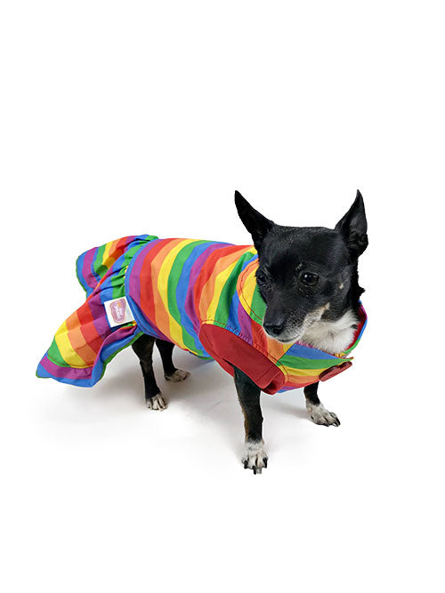 Small black dog modeling a bright rainbow striped dog dress, front three-quarter view