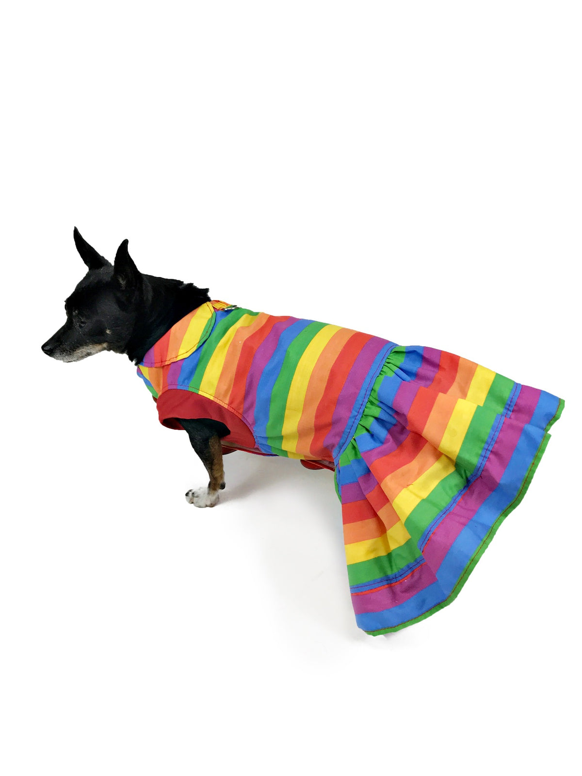 Small black dog modeling a rainbow striped collared dog dress with flared skirt, side view