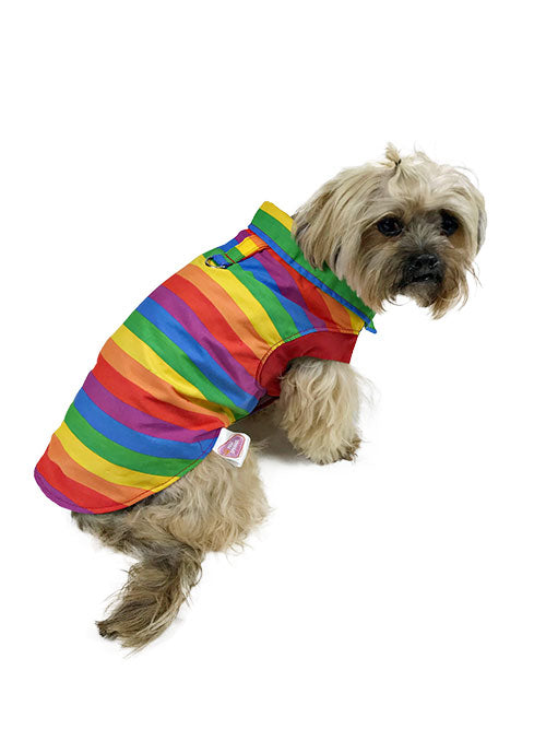 Small tan dog wearing a rainbow-striped dog shirt with collar, photographed from the side