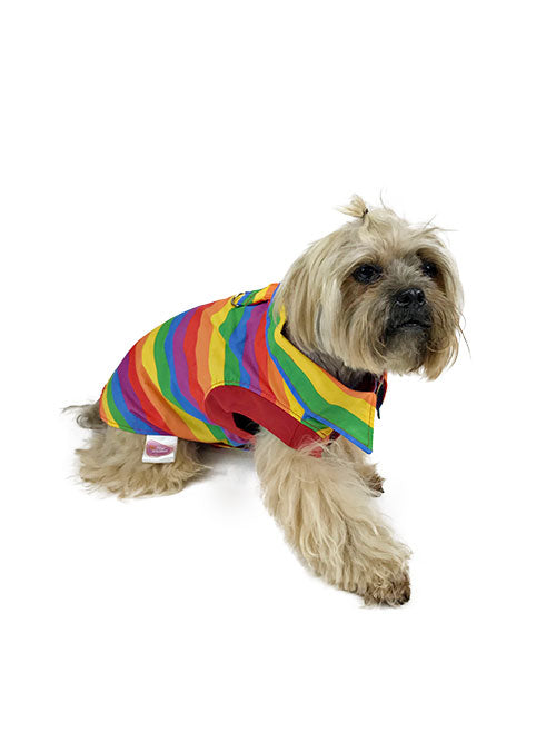 Small tan dog wearing a multicolor rainbow collared dog shirt, photographed from front
