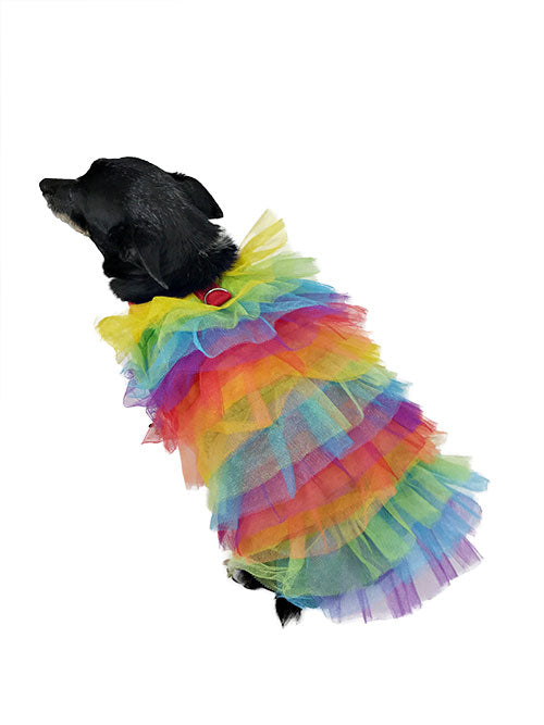 Black dog wearing layered rainbow Pride tutu dress photographed from above and behind