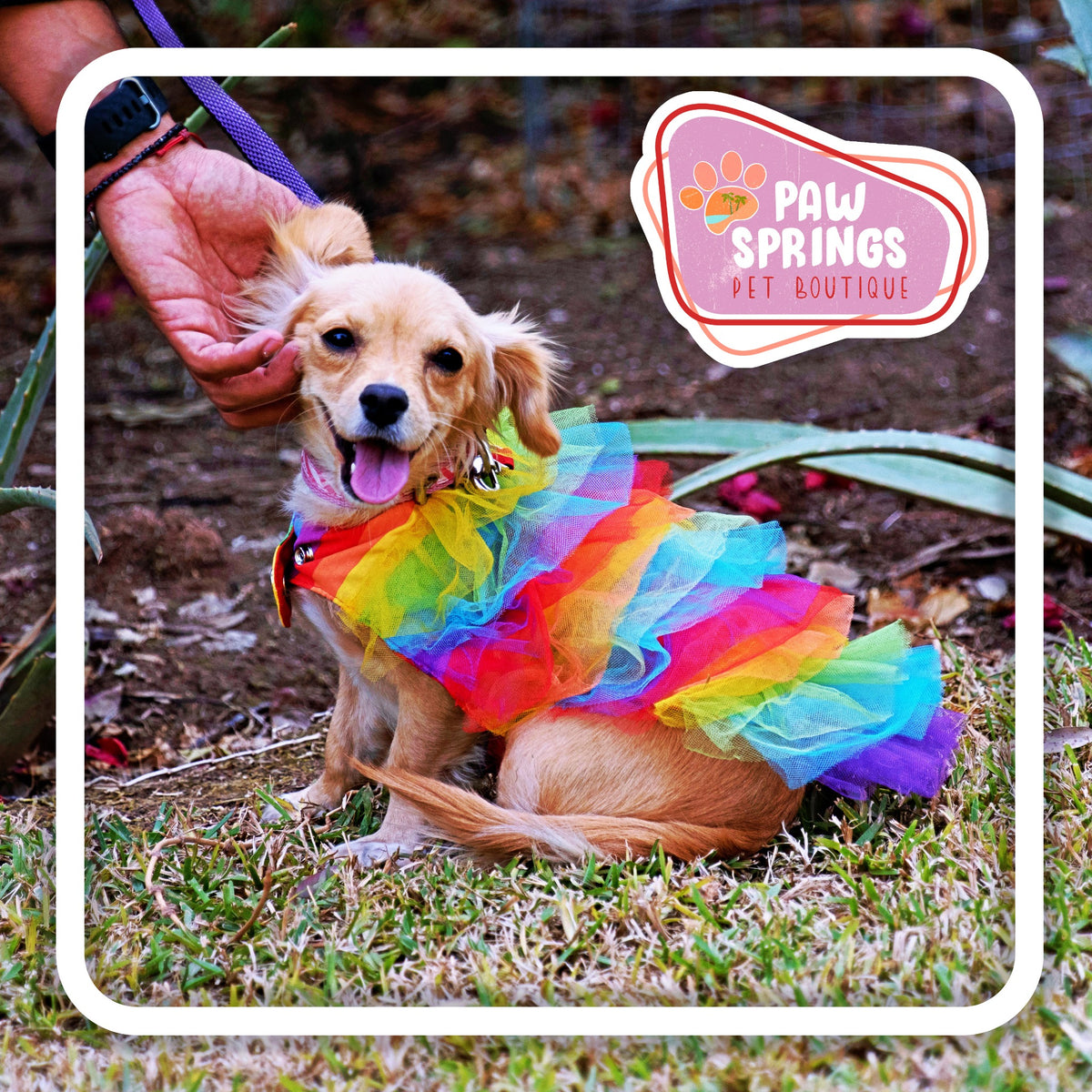Tan dog smiling outdoors wearing a colorful rainbow pet tutu outfit in Pawsprings Pet Boutique promotional image