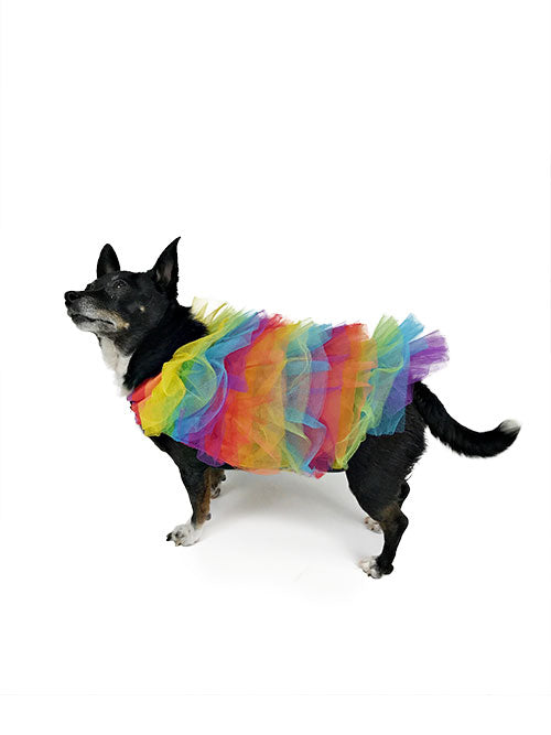 Black small dog wearing multicolored rainbow tulle ruffle pet dress in side profile against white background