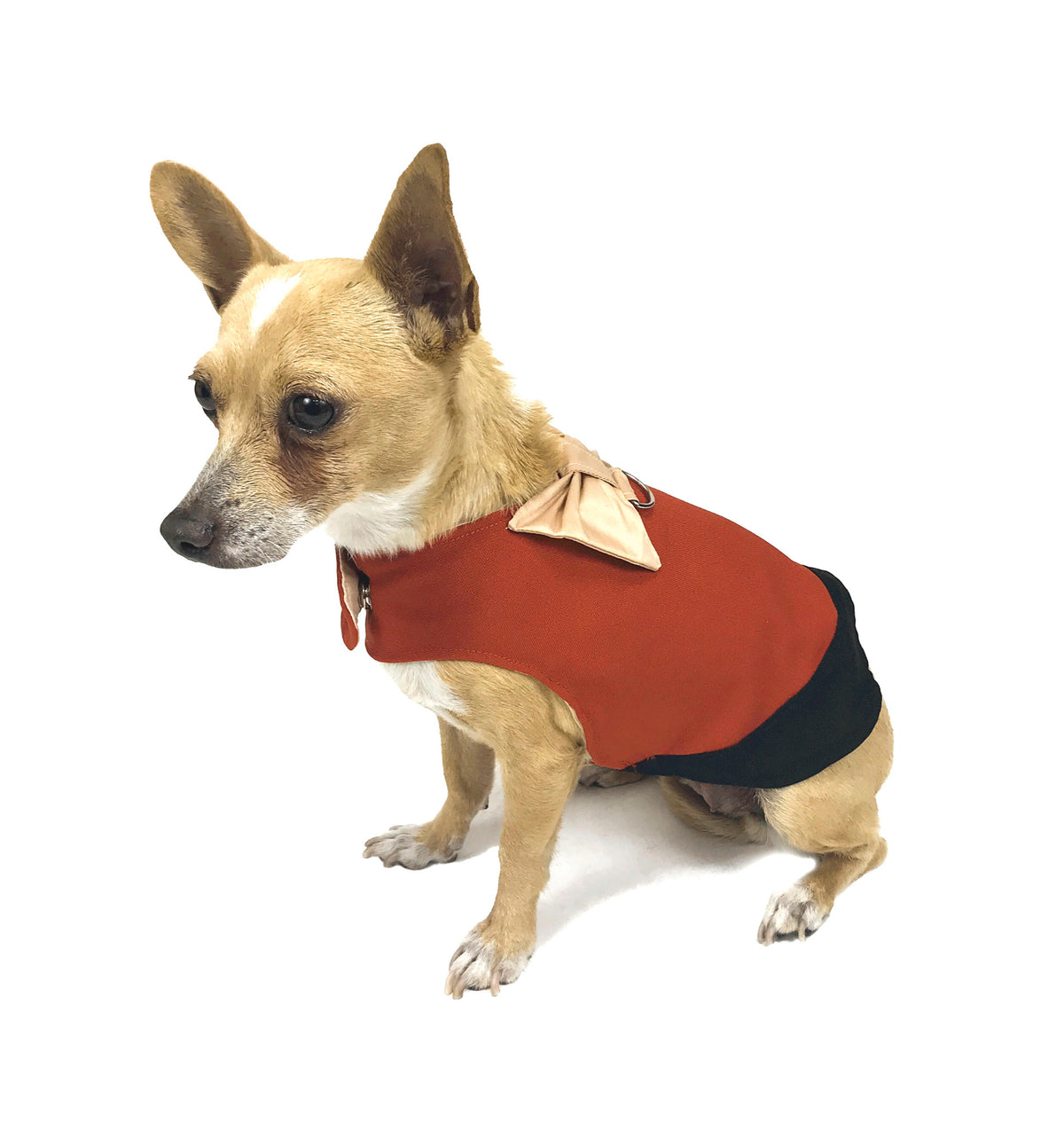 Tan Chihuahua modeling rust-red dog vest with contrasting black trim and cream bow