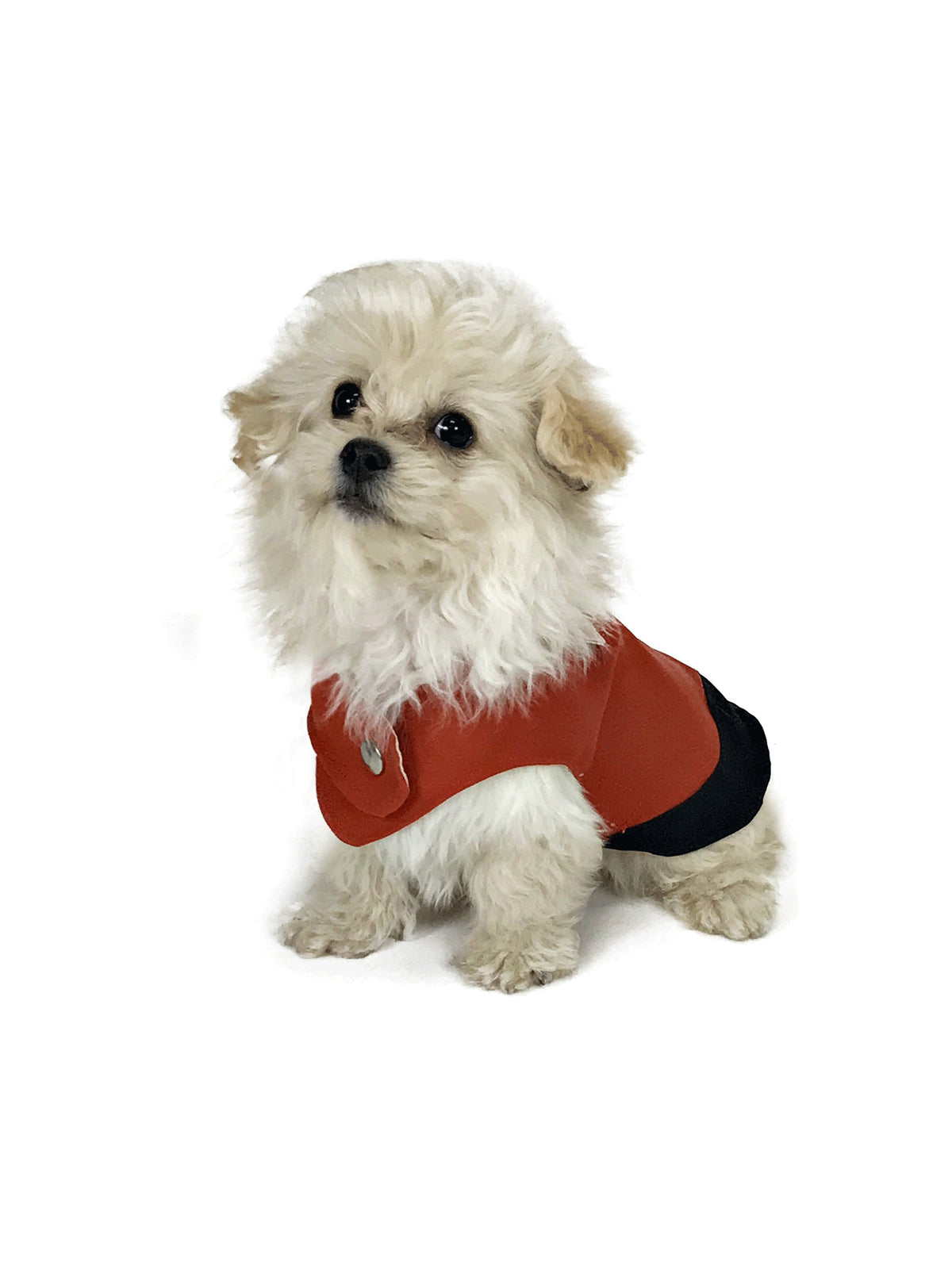 Cream fluffy puppy wearing rust-red and black dog vest against white studio background