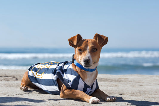 Tan dog lying on beach in striped navy and white Sail Away dog shirt showing gold anchor appliqué on back