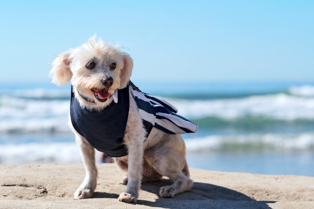 Small white fluffy dog sitting by the ocean in navy Sail Away nautical dog dress with striped ruffle skirt