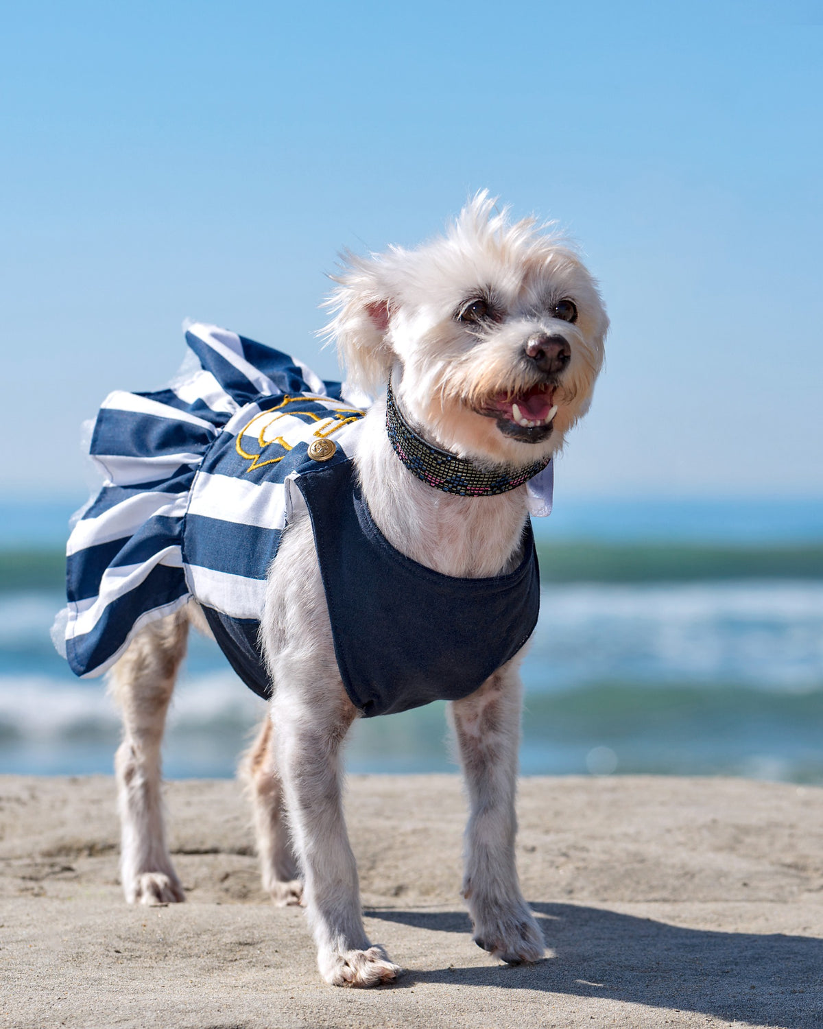 Small white dog modeling navy blue Sail Away sailor dress with white stripes and gathered ruffle skirt on the beach
