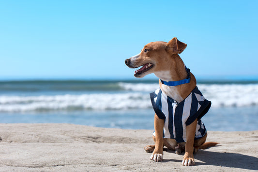 Tan dog sitting on sandy beach wearing Sail Away nautical dog shirt in front of ocean waves