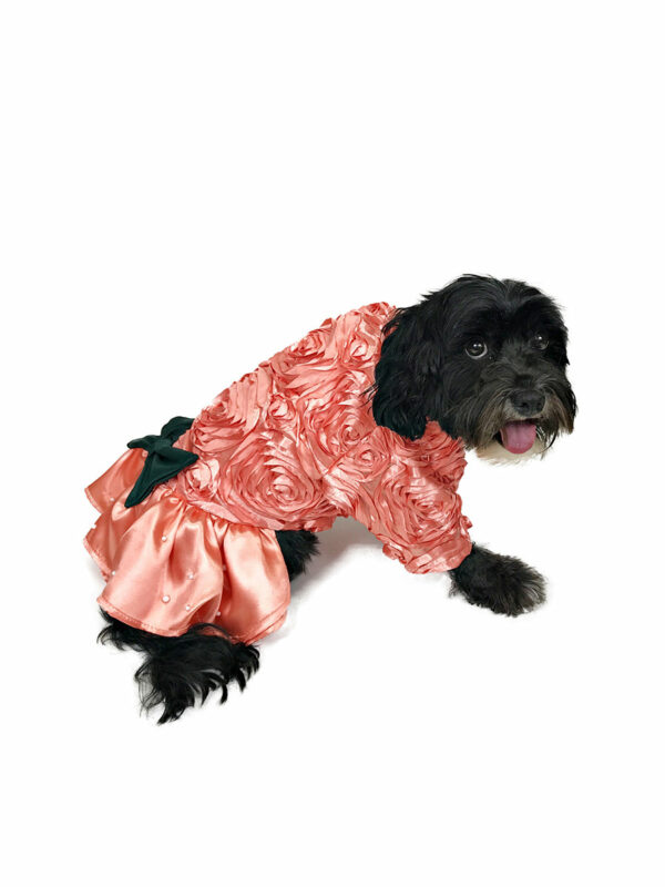 Dog wearing gown with bow