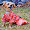 Dog wearing dressy gown on grass