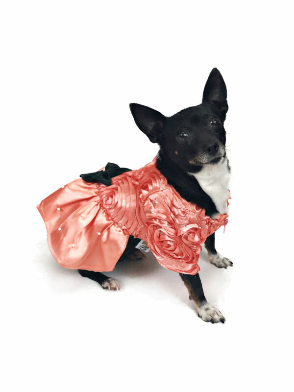 Dog wearing salmon colored gown